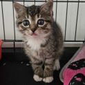 Photo of Lanie**2nd Chance Cat Rescue**