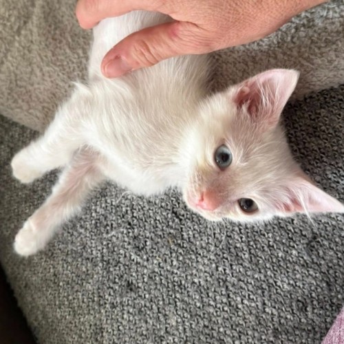 Henley**2nd Chance Cat Rescue**