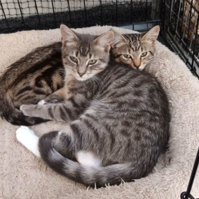 Photo of Barnum **2nd Chance Cat Rescue**