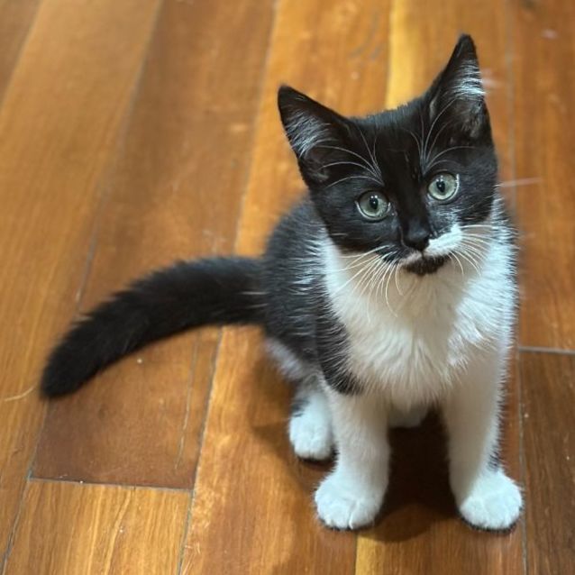 Photo of Matilda **2nd Chance Cat Rescue**