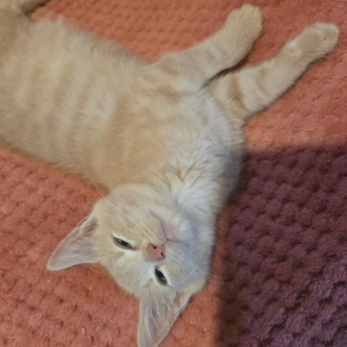 No photo for Boccocini