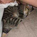 Photo of Buddy