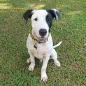 Photo of Snoopy