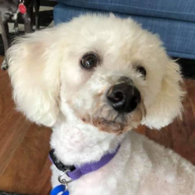 Little Ted Small Male Maltese x Poodle Mix Dog in WA PetRescue