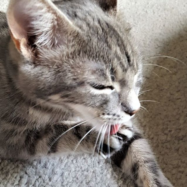 Photo of Nova ^^Dandy Cat Rescue^^