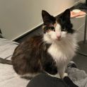Photo of Brownie