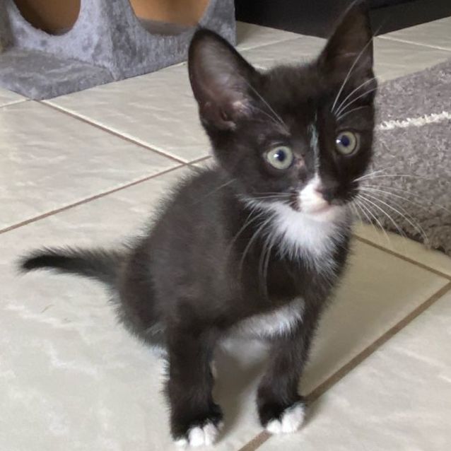 Photo of Doug  8 Week Old (On Trial 25/12/2021)