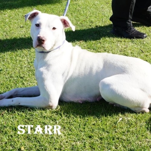Starr