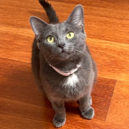 No photo for Mia 🌺🐾🌸