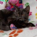 Photo of Springhill **2nd Chance Cat Rescue**