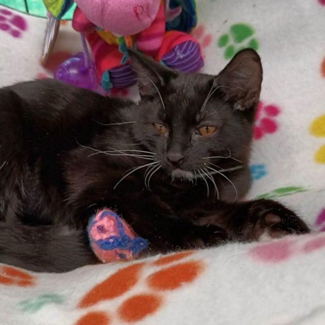 Photo of  Springhill **2nd Chance Cat Rescue**
