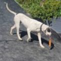 Photo of Cooper