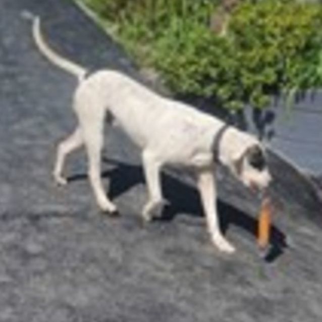 Photo of Cooper