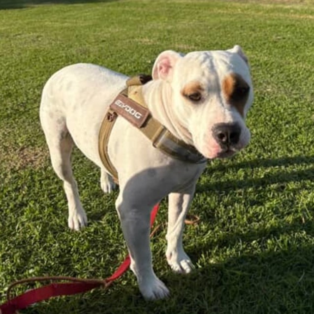 Photo of Patch 🐶