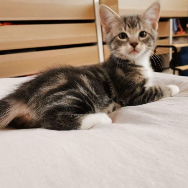 Photo of Artemis & Apollo 
