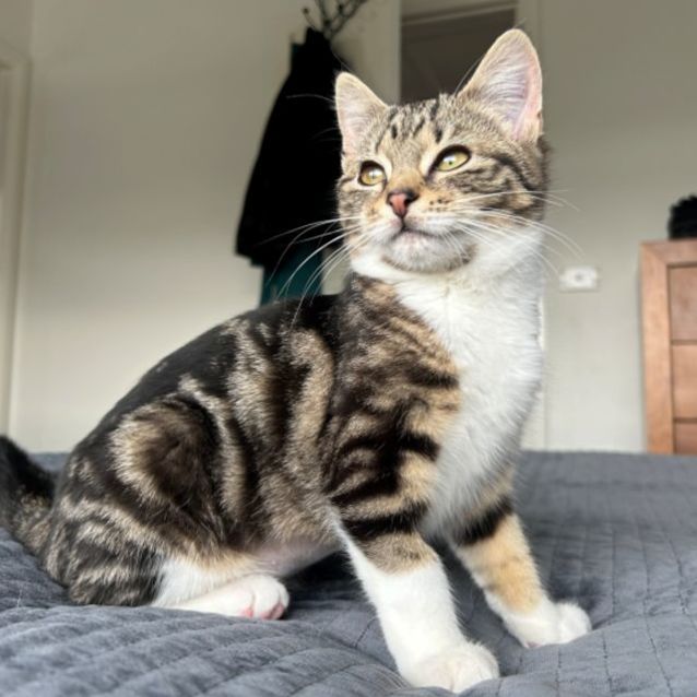 Photo of Valeria **2nd Chance Cat Rescue**