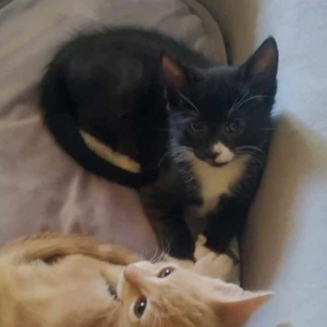 Photo of Tux