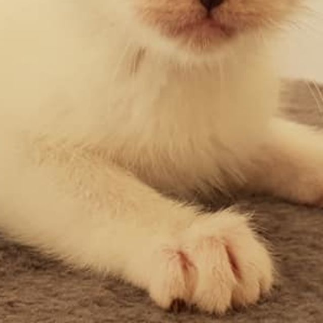 Photo of Wren 