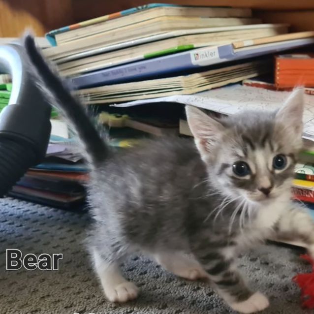 Photo of Bear