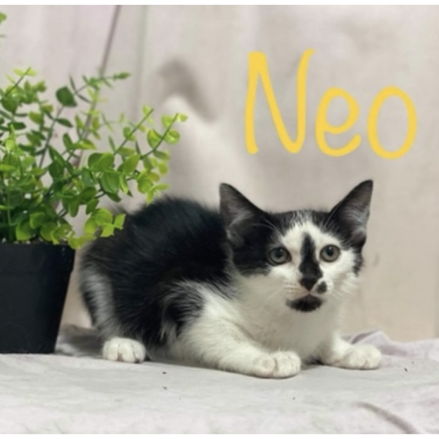 Photo of Neo