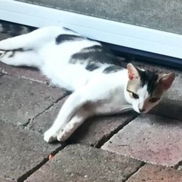 Photo of Brian The Cat