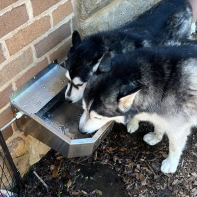 Photo of Hunter And Nala ❤️