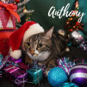 Photo of Anthony 