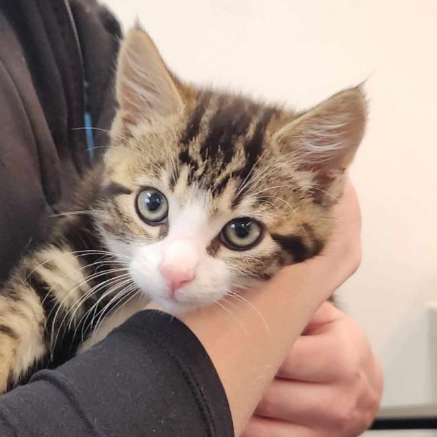 Photo of Percy   Located In Templestowe