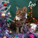 Photo of Leo