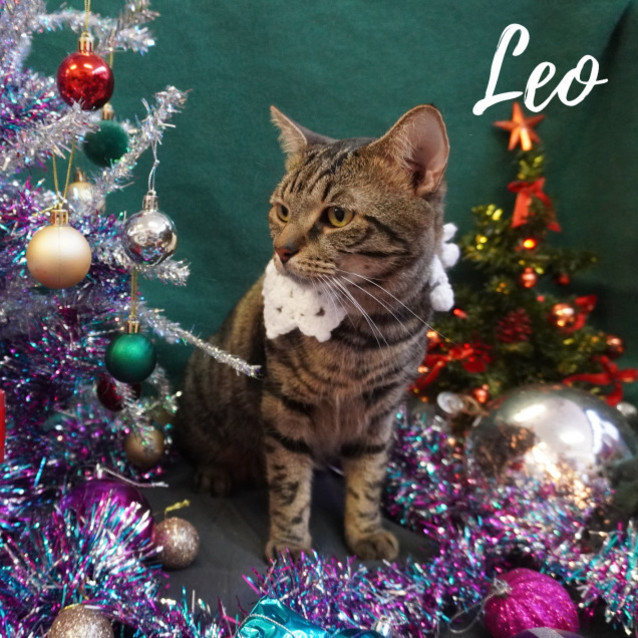 Photo of Leo