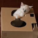 Photo of Marsh Meowlow