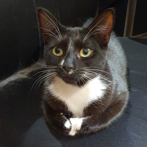 Christine  ** 2nd Chance Cat Rescue **