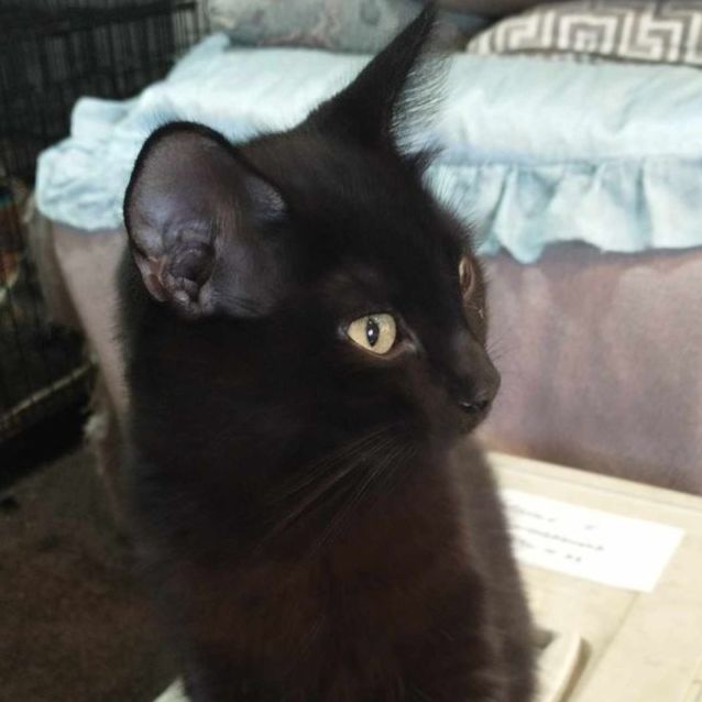 Photo of Midnight