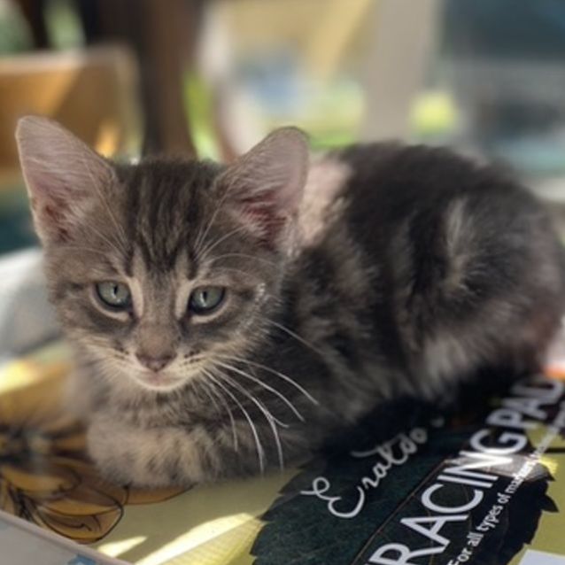 Photo of Bao   Located In Northcote