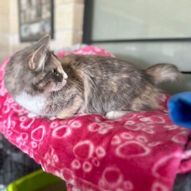 Photo of Gigi