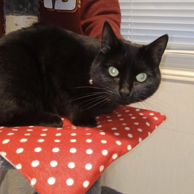 Photo of Cherry (Must Home With Blossom)