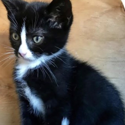 Sylvester (on adoption trial)