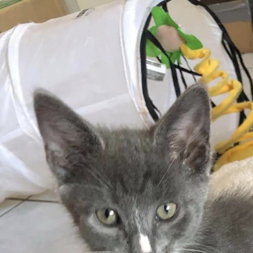 Tom (on adoption trial)