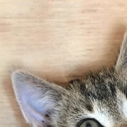Elmo (on adoption trial)