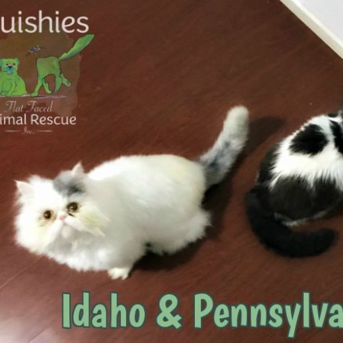 Idaho & Pennsylvania