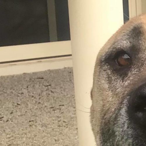 Stella *On Trial in Her New Home*