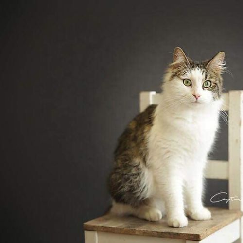 Josephine 