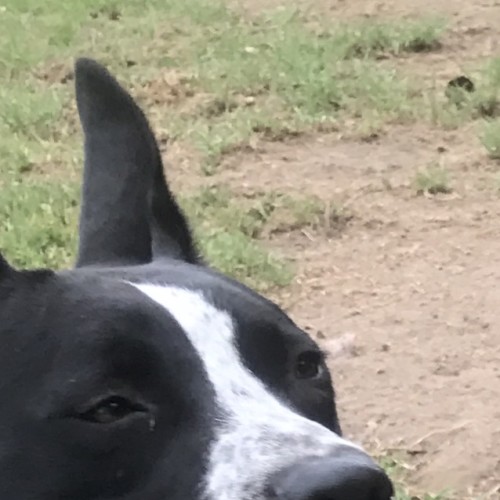 Flossy (on adoption trial)