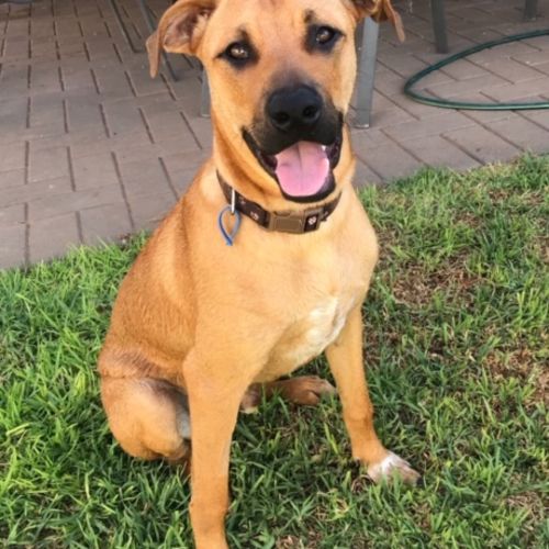 Conan *On Trial in His New Home*