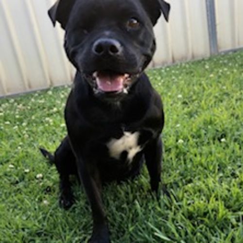 Lexi *On Trial in Her New Home*