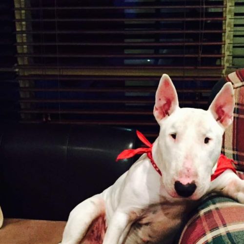 Romie - foster carer needed