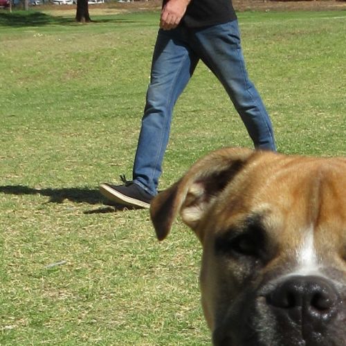 Champ *On Trial in His New Home*