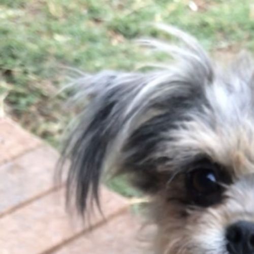 Violet (now on adoption trial)