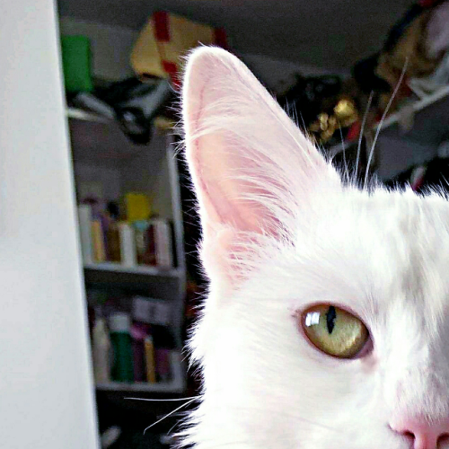 Bella