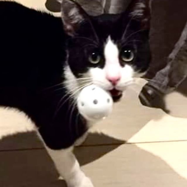 Photo of Charlie Chaplin! Dog In A Cat's Body